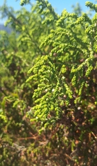 (c) yellowplant, some rights reserved (CC BY) Thymelaea hirsuta, photograph (c) yellowplant, some rights reserved (CC BY)