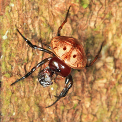 Hypognatha