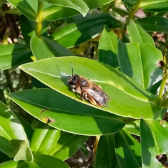 Andrena tibialis