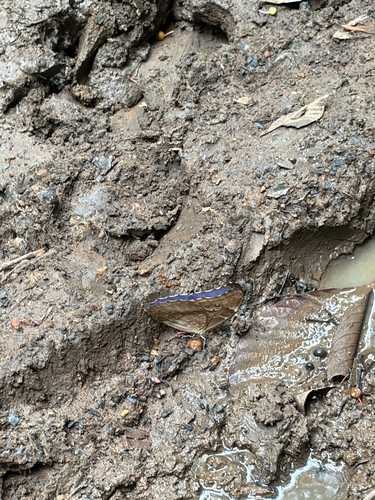 Amathonte Morpho