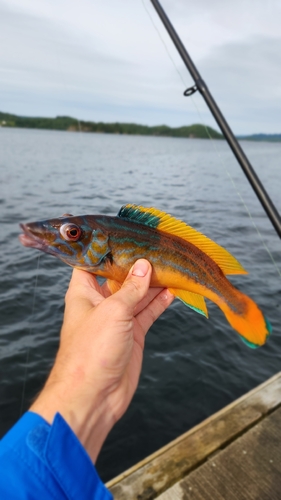 Cuckoo Wrasse