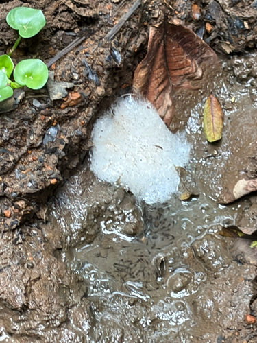 Túngara Frog