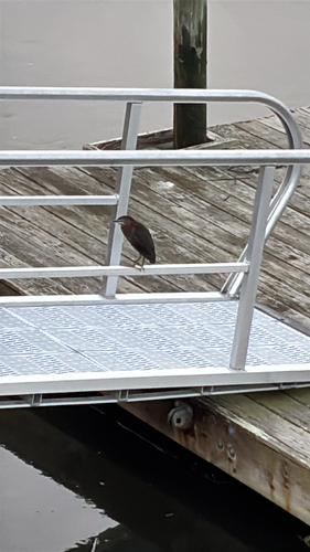 Green Heron observed by sturdywithout
