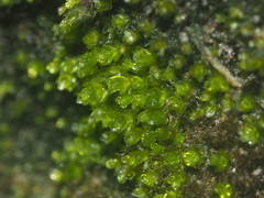 Gymnostomiella vernicosa