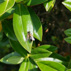 Andrena