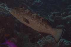 Plectropomus areolatus