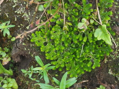 Selaginella ciliaris