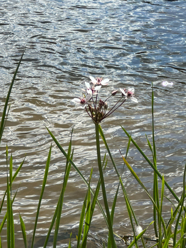 Flowering-rush