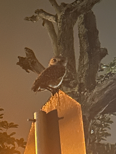 Coruja-Buraqueira observed by gusto_abissal