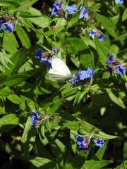 Pieris napi