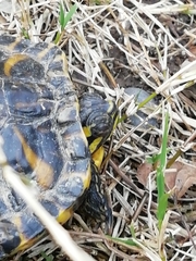 Trachemys scripta