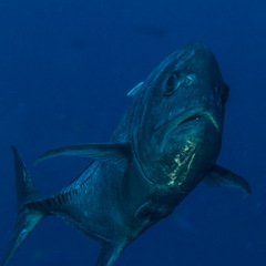 Caranx ignobilis