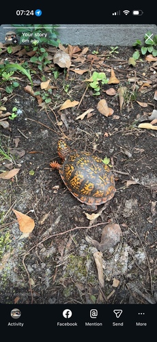 Common Box Turtle observed by liviym