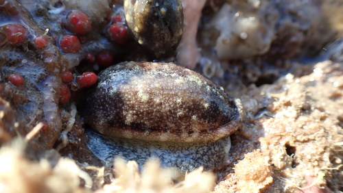 Cypraea cylindrica observed 2026-08-13