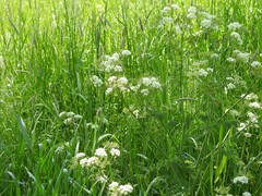 Anthriscus sylvestris