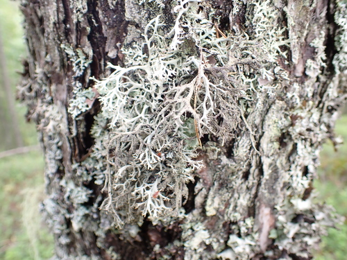 tree moss