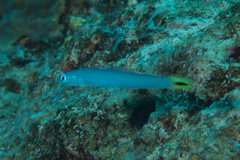 Ptereleotris heteroptera