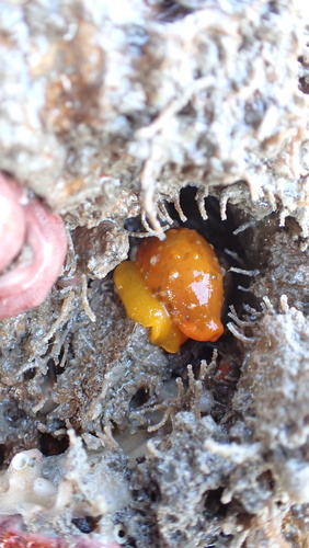Cypraea saulae observed 2026-08-13
