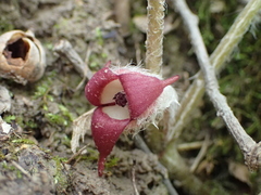 Asarum canadense