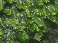 Spruceanthus polymorphus