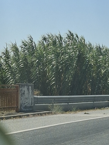giant reed
