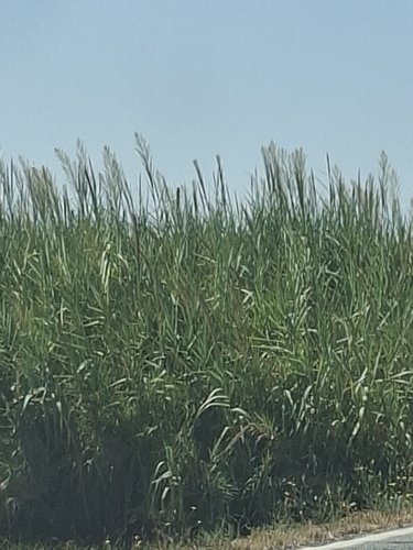 Arundo micrantha