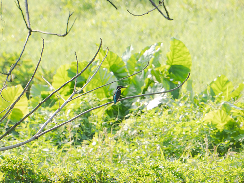 Common Kingfisher