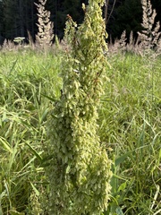 Rumex aquaticus, photograph (c) Katrin Simon, some rights reserved (CC BY)