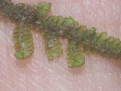 Spruceanthus polymorphus