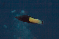 Labroides bicolor