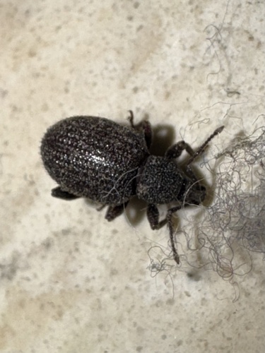 Rough strawberry root weevil photo 6
