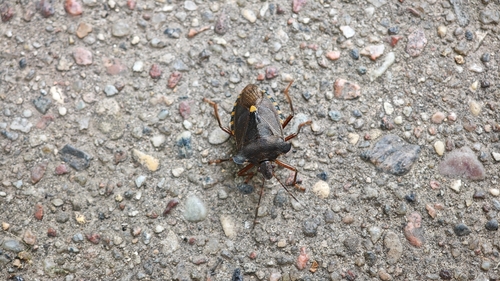 Forest Bug