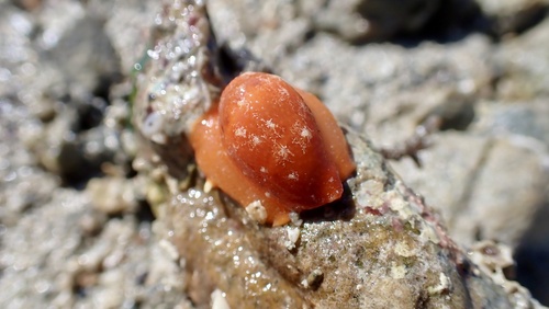Cypraea walkeri observed 2026-08-12