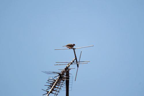 Laughing Dove