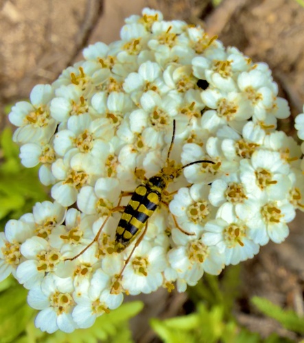 iNaturalist observation photo of Longhorn Beetles