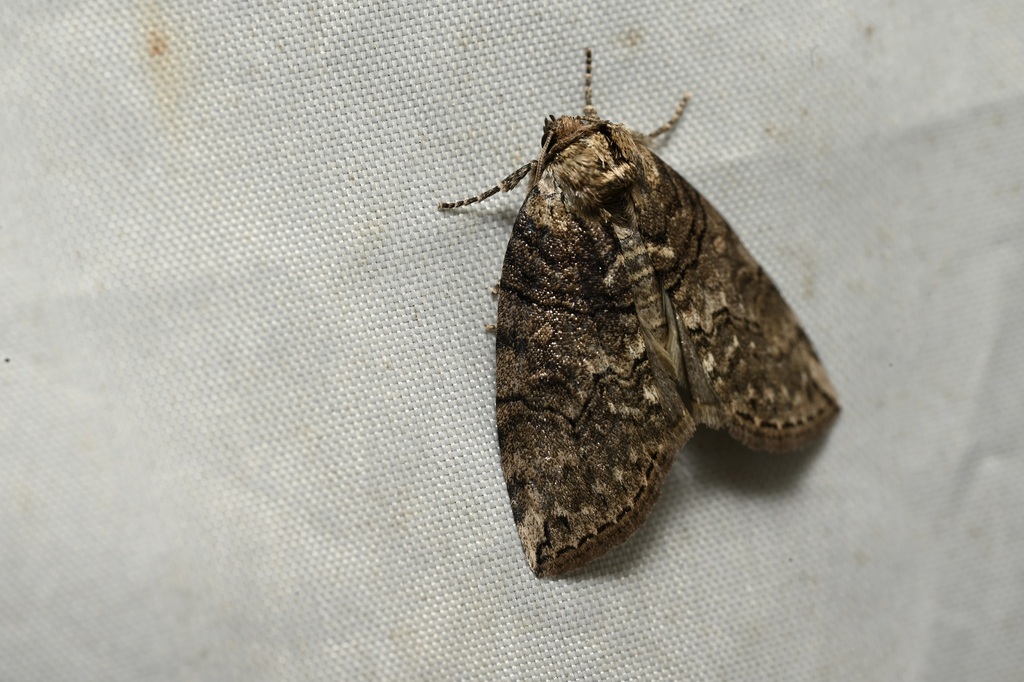 Horipsestis mushana