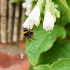 Bombus pratorum
