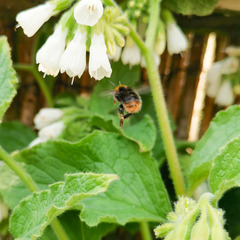 Bombus pratorum