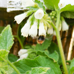 Bombus pratorum