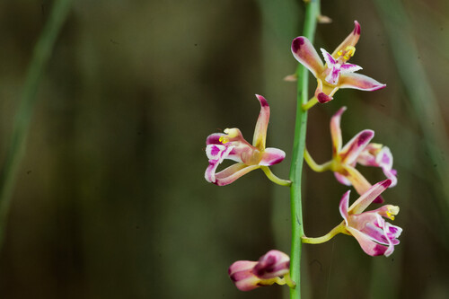 Acriopsis liliifolia observed 2026-07-27