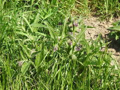 Symphytum officinale