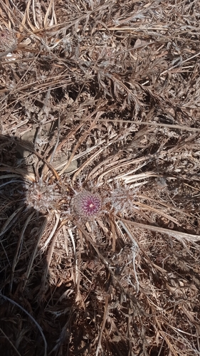 Pine Thistle