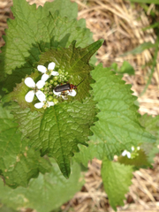 Atalantycha bilineata