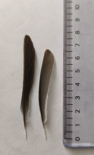Plume de Bruant zizi