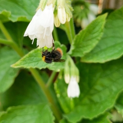 Bombus pratorum