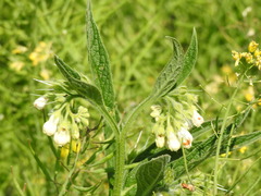Symphytum officinale