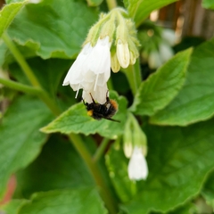 Bombus pratorum