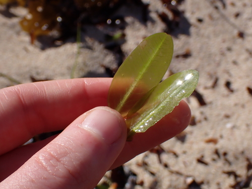 Seagrass (Halophila ovalis)