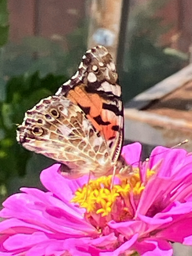 Distelfalter