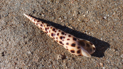 Terebra areolata observed 2026-08-11
